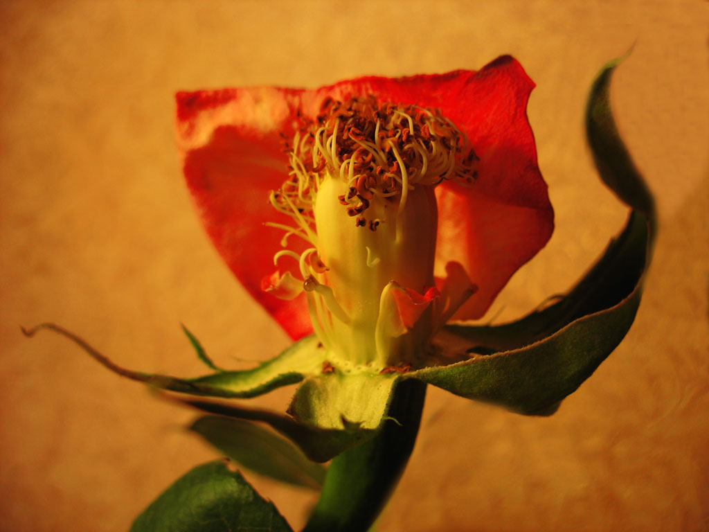 фото "Lady Rose" метки: природа, макро и крупный план, цветы