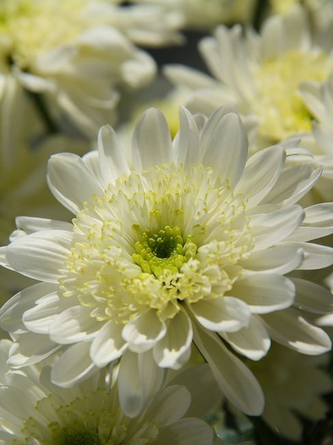 photo "Chrysanthemum" tags: nature, macro and close-up, flowers