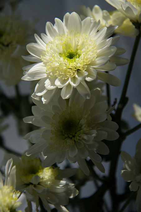 photo "Сhrysanthemum 2" tags: nature, macro and close-up, flowers