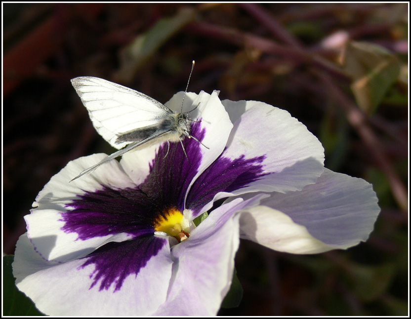 photo "Heaven" tags: nature, insect