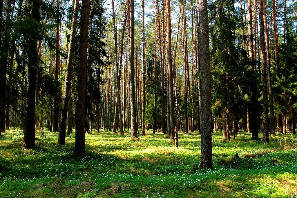 Мелкий лес. Еловый лес Наро Фоминск. Небольшой лес. Небольшие леса. Небольшой лесочек.