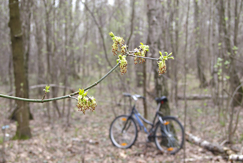 фото "Весеннее пробуждение" метки: пейзаж, весна, лес