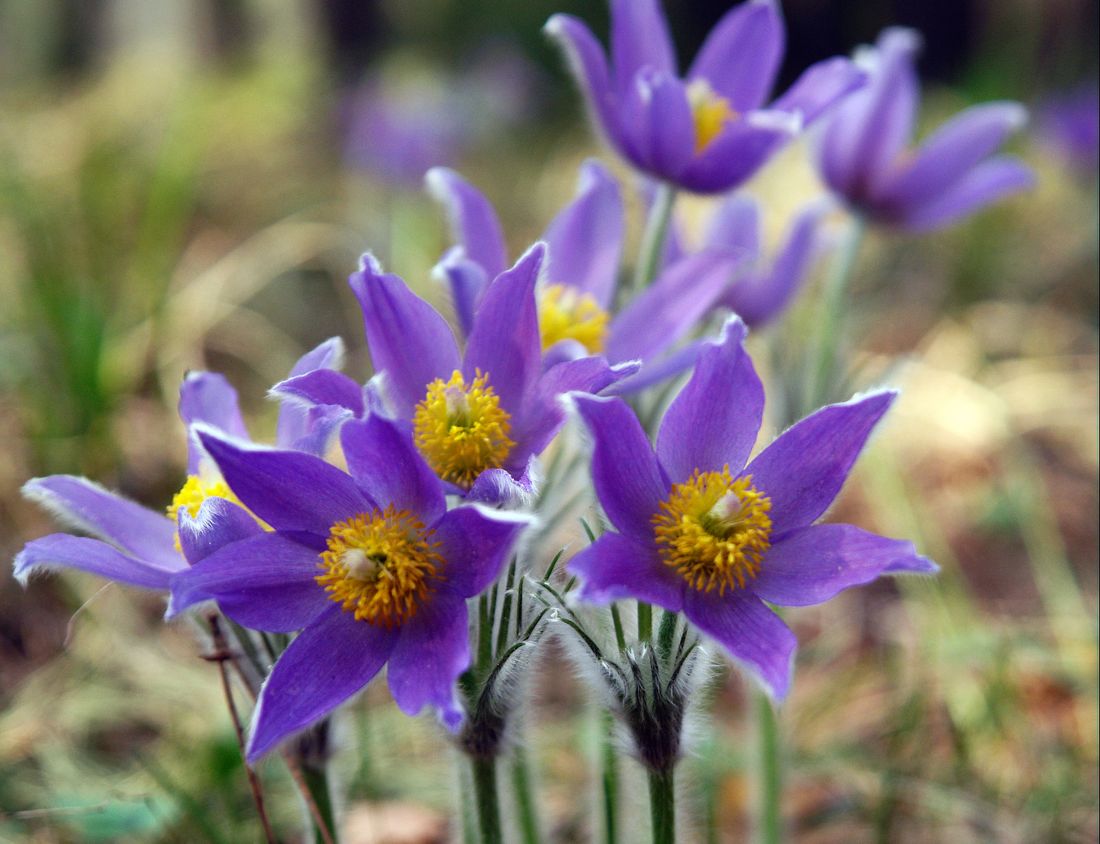 photo "***" tags: nature, flowers