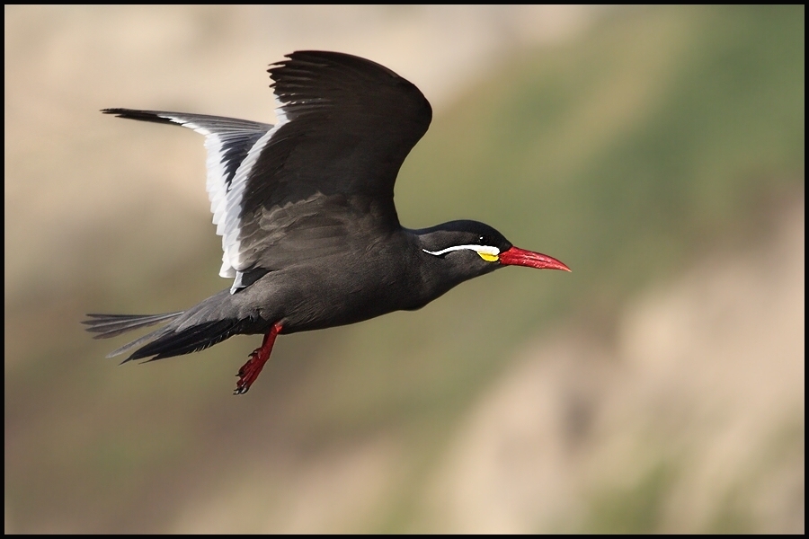 photo "larosterna inca" tags: nature, wild animals