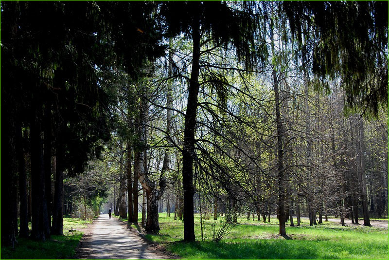 photo "***" tags: landscape, forest