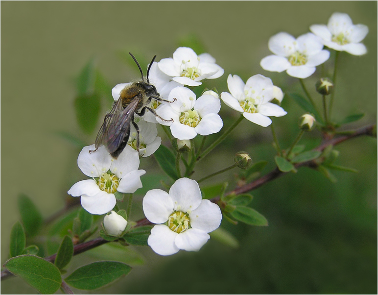 photo "* * *" tags: nature, macro and close-up, 