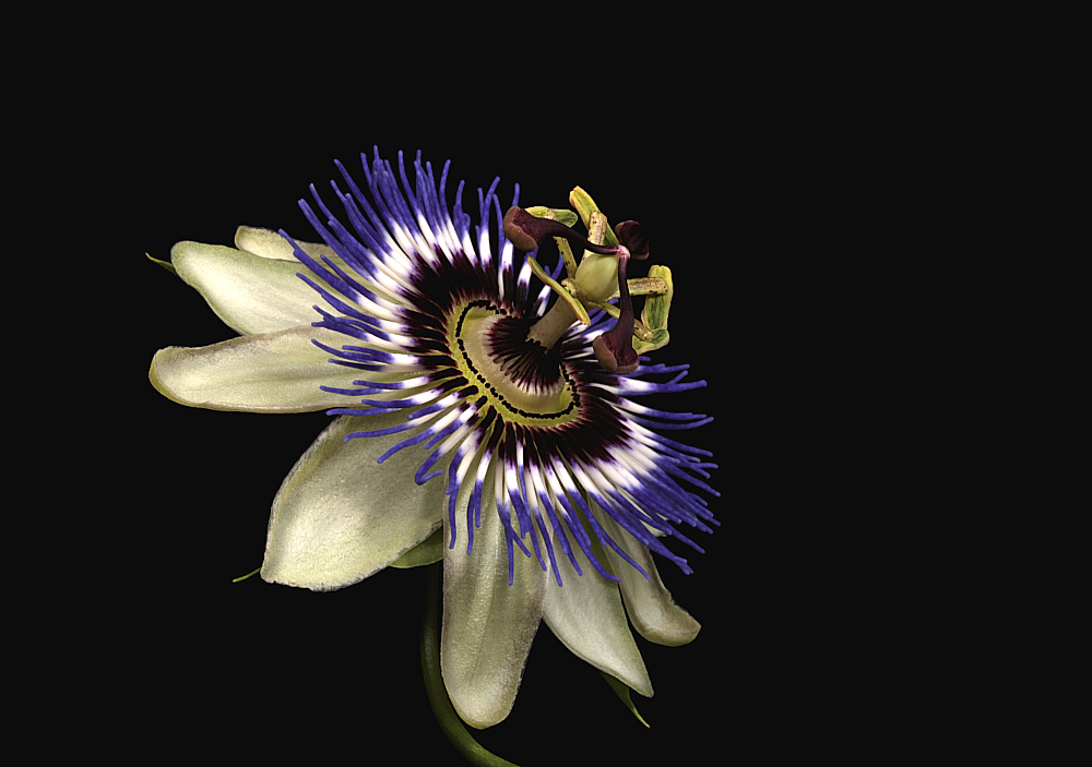 photo "Passiflora" tags: nature, flowers