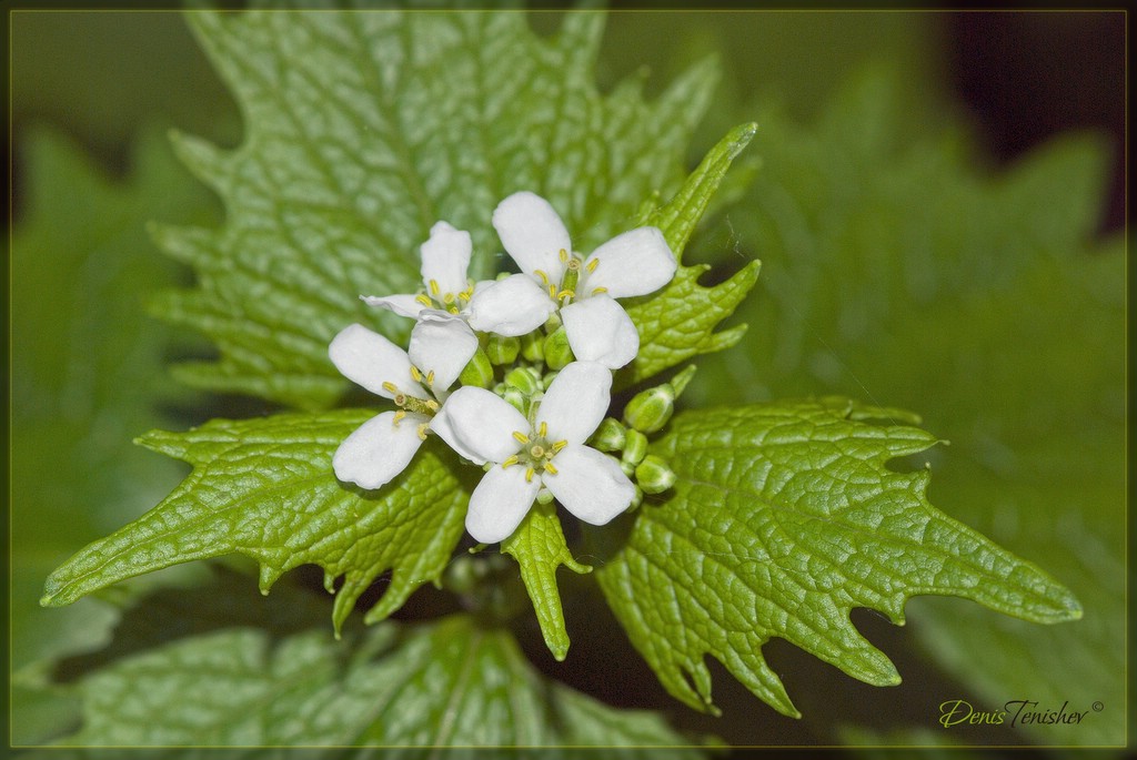 photo "***" tags: nature, flowers