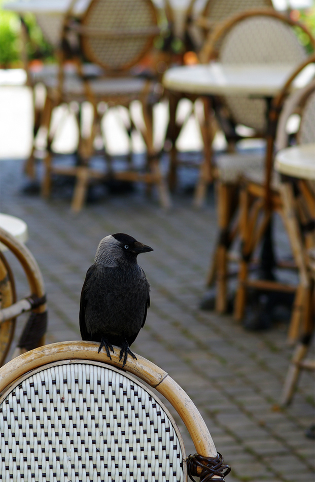 photo "Raven portrait..." tags: nature, wild animals