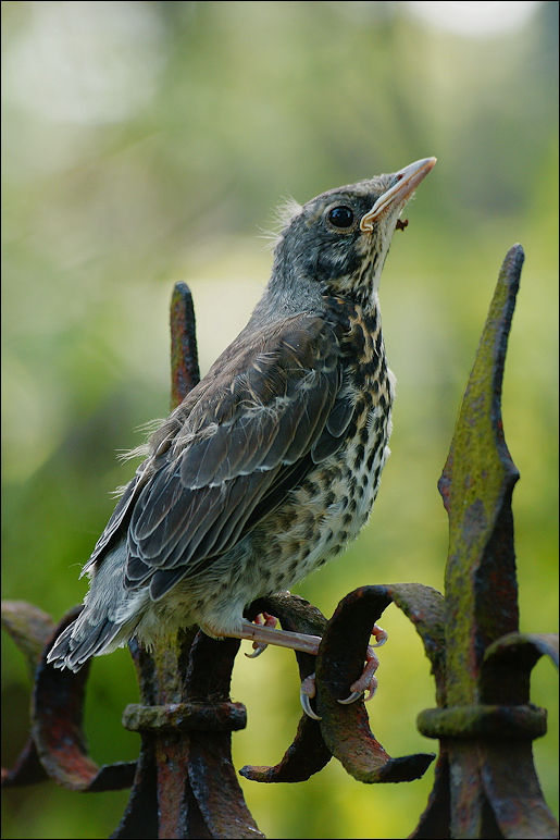 фото "young Turdus pilaris :)" метки: природа, 