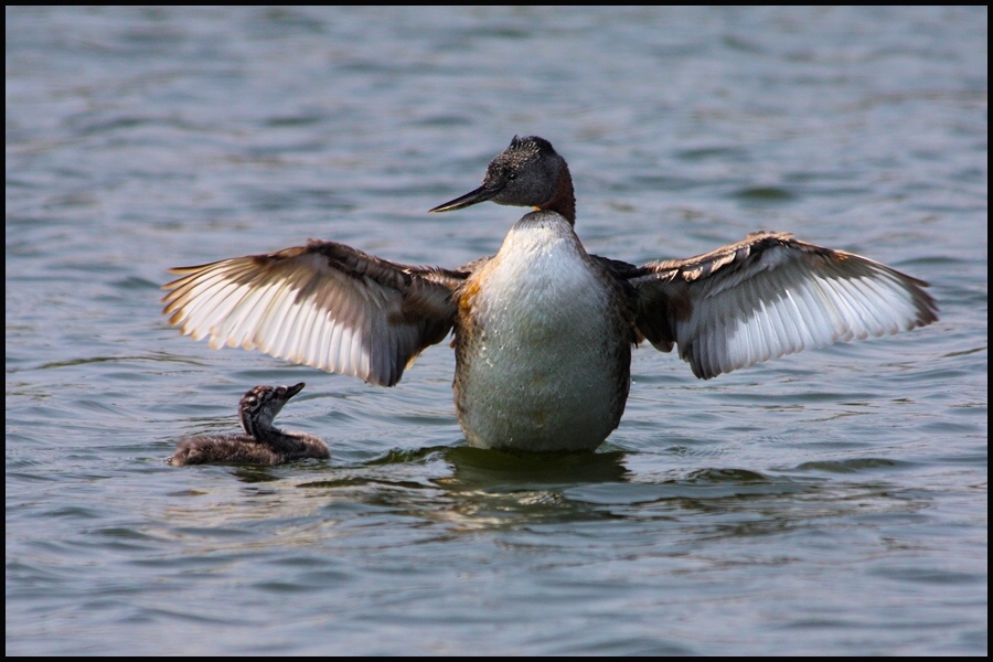 photo "big daddy (podiceps major)" tags: nature, wild animals