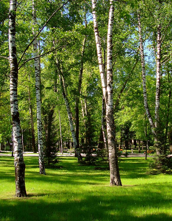 photo "Sunny spring carpet" tags: landscape, spring