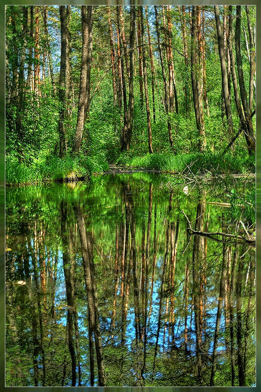 photo "Лес" tags: landscape, forest, spring