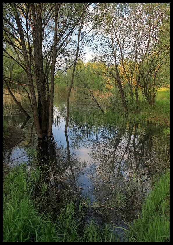 photo "drowning in the spring" tags: landscape, spring, water