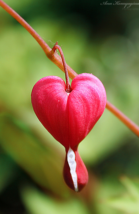 photo "Summer is love" tags: nature, fragment, flowers