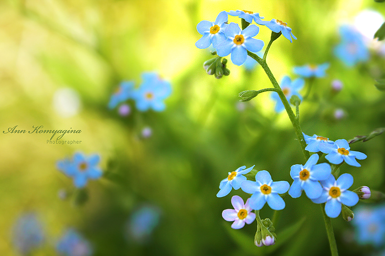 photo "Forget-me-not" tags: nature, macro and close-up, flowers