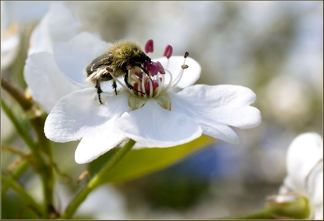 photo "***" tags: nature, flowers, insect