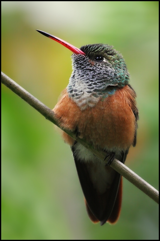 photo "colibri" tags: nature, wild animals