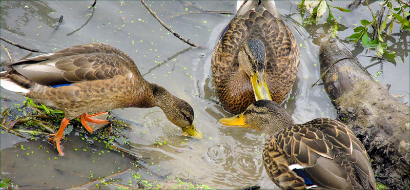 photo "Why Do Ducks Float and As Fly?" tags: nature, pets/farm animals, wild animals