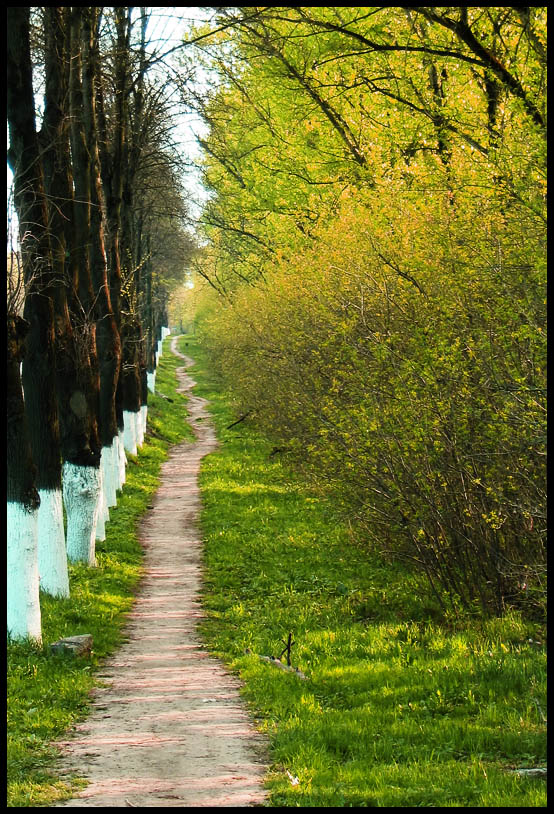 фото "***" метки: пейзаж, лес