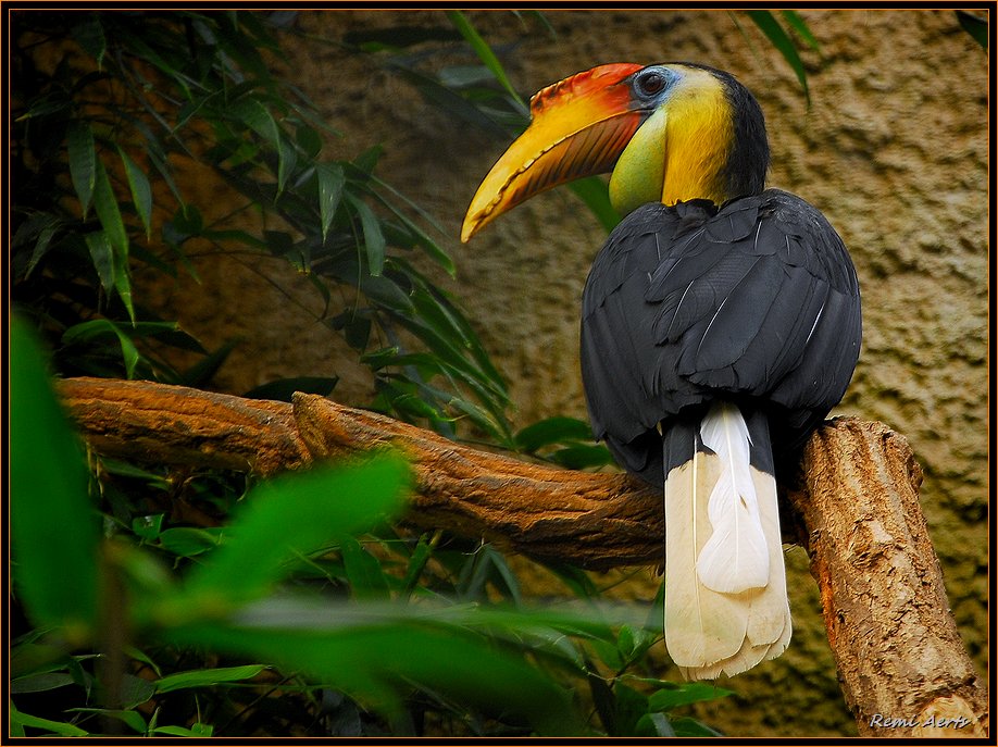 фото "Rhinoceros cockatoo" метки: природа, репортаж, дикие животные