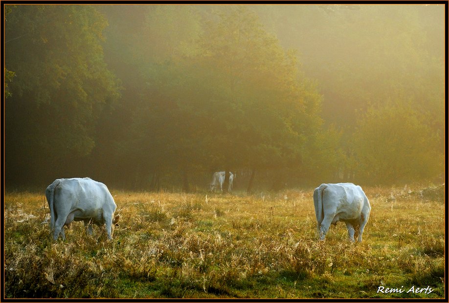 фото "one morning in August" метки: пейзаж, природа, домашние животные, закат