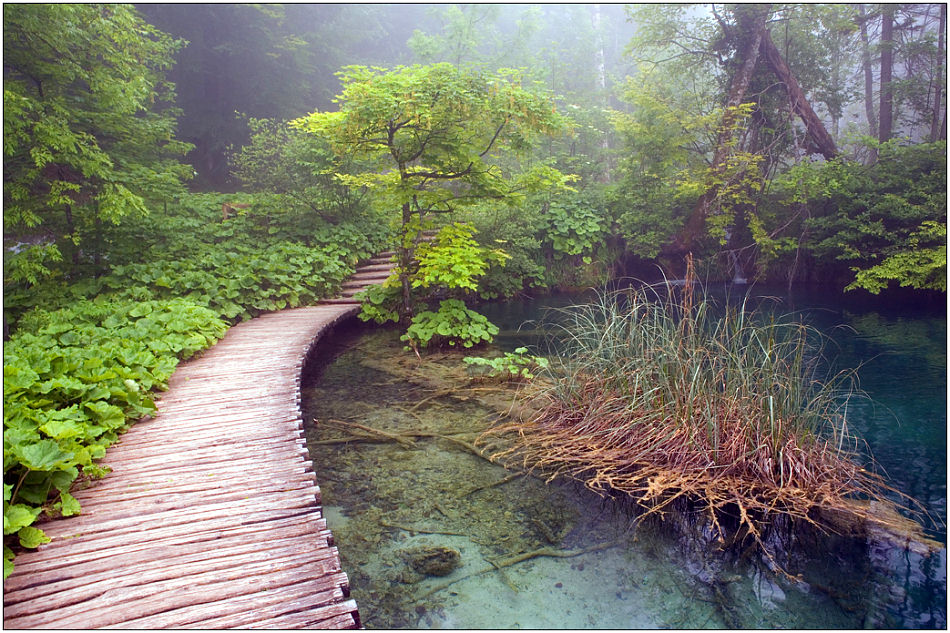 photo "Paints of foggy morning" tags: landscape, forest, water