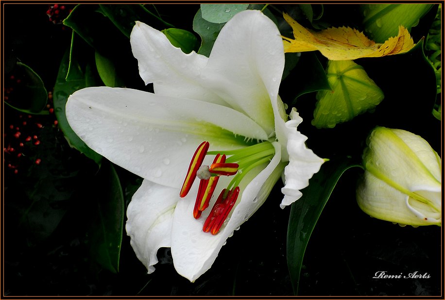 photo "***" tags: nature, macro and close-up, flowers