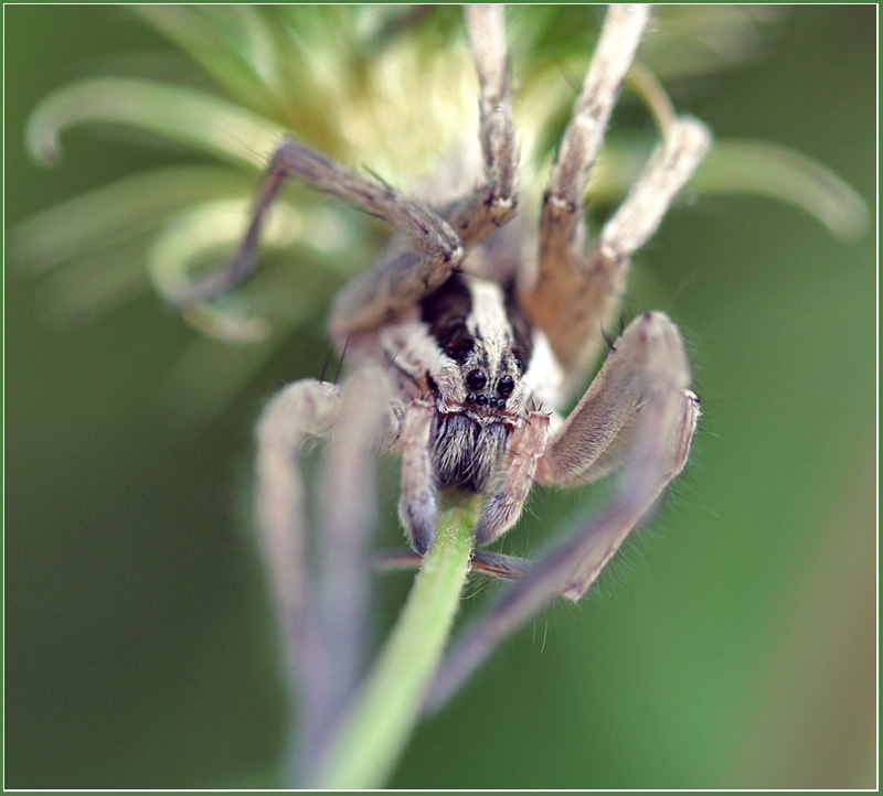 фото "Портрет живущего рядом" метки: природа, макро и крупный план, насекомое