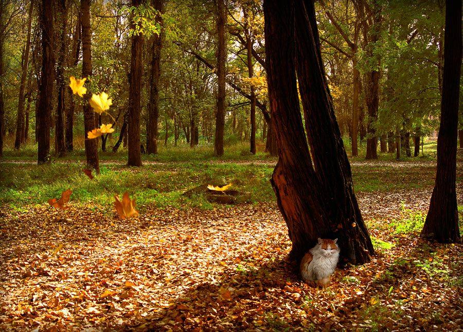 photo "Little Buddha autumn" tags: landscape, autumn