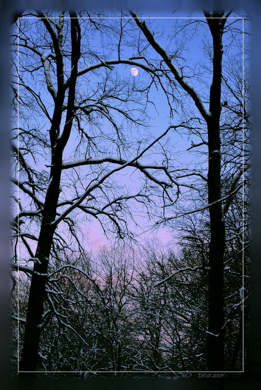 photo "The moon has got confused in branches" tags: landscape, night, winter