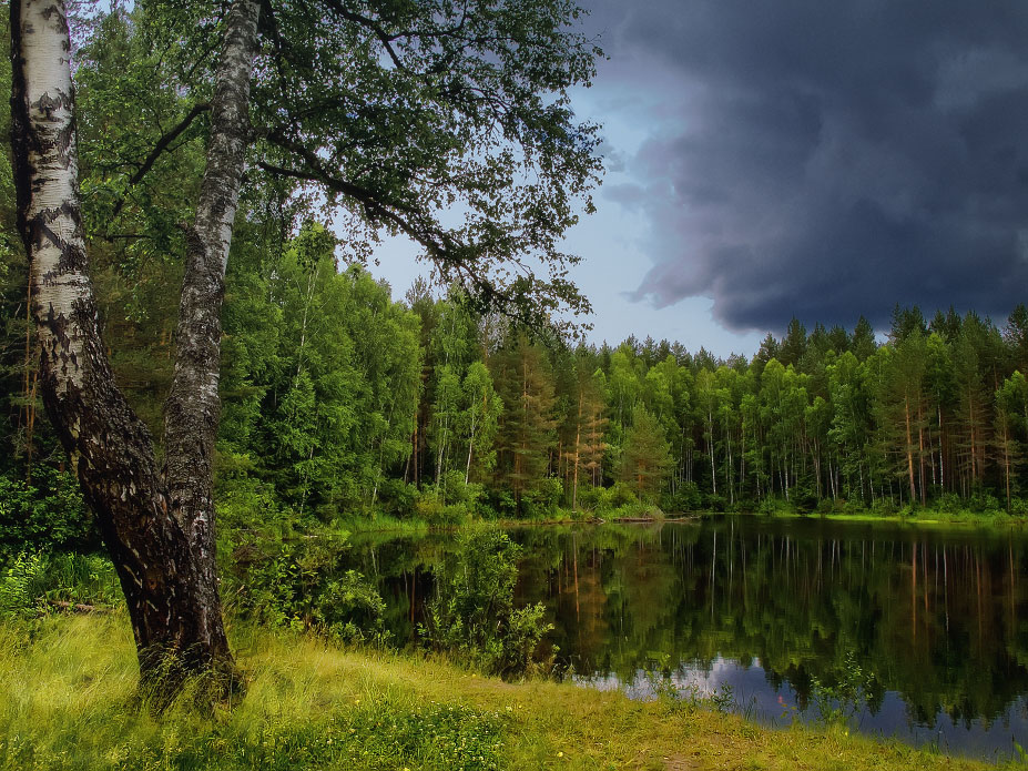 Природа долго. Псковская область Локнянская Поляна. Лес Псковская область. Псковская область лесов. Псков природа.