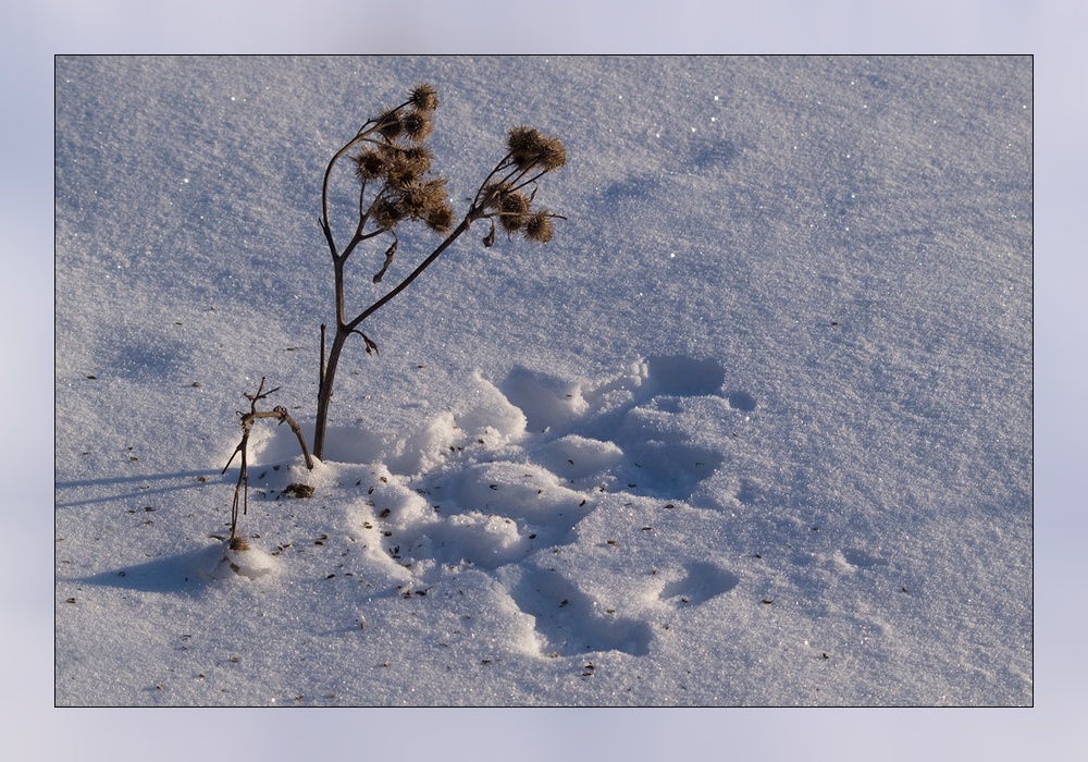 фото "Зимний стол" метки: пейзаж, природа, зима