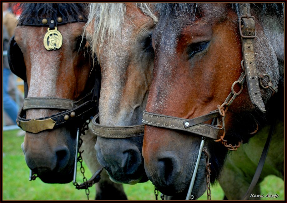 фото "trio" метки: природа, макро и крупный план, домашние животные