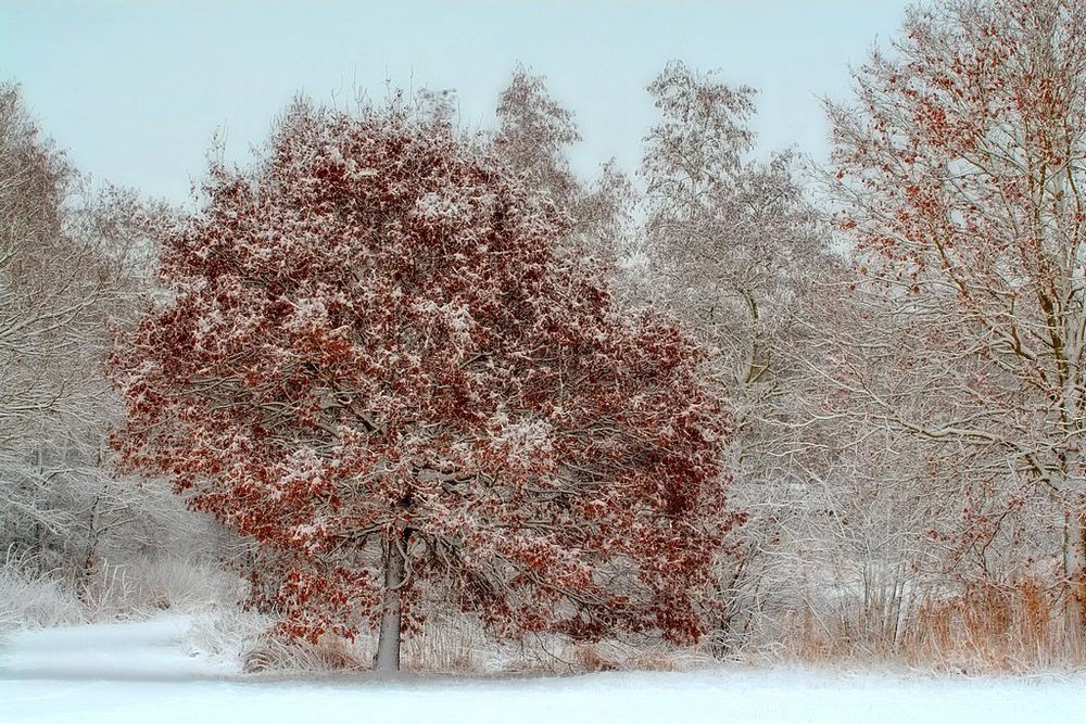 photo "winterdream" tags: landscape, nature, flowers, winter