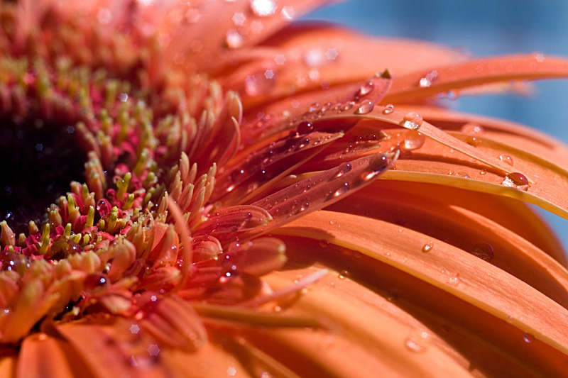 photo "***" tags: nature, macro and close-up, flowers