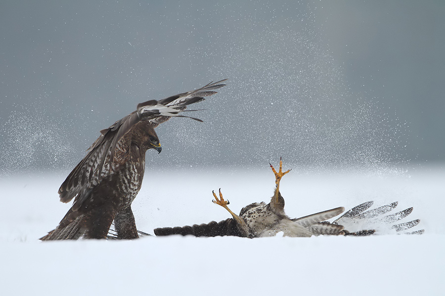 Смешные картинки с орлами