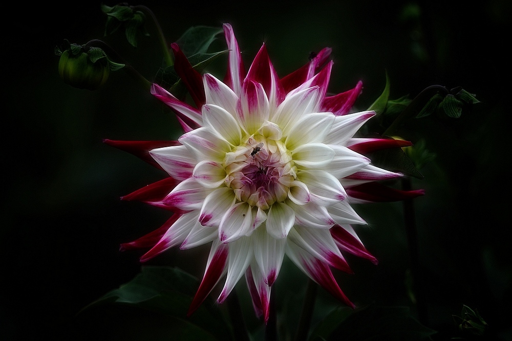 фото "Dahlia" метки: природа, макро и крупный план, цветы