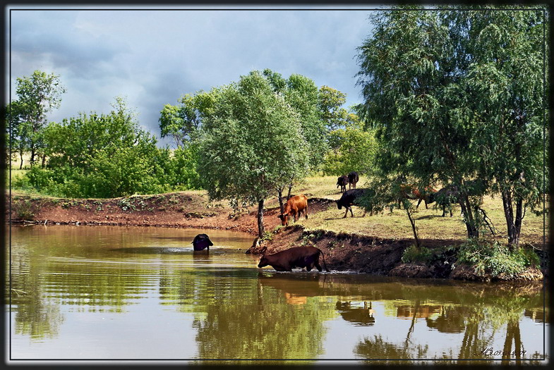 photo "Watering place" tags: landscape, summer, water