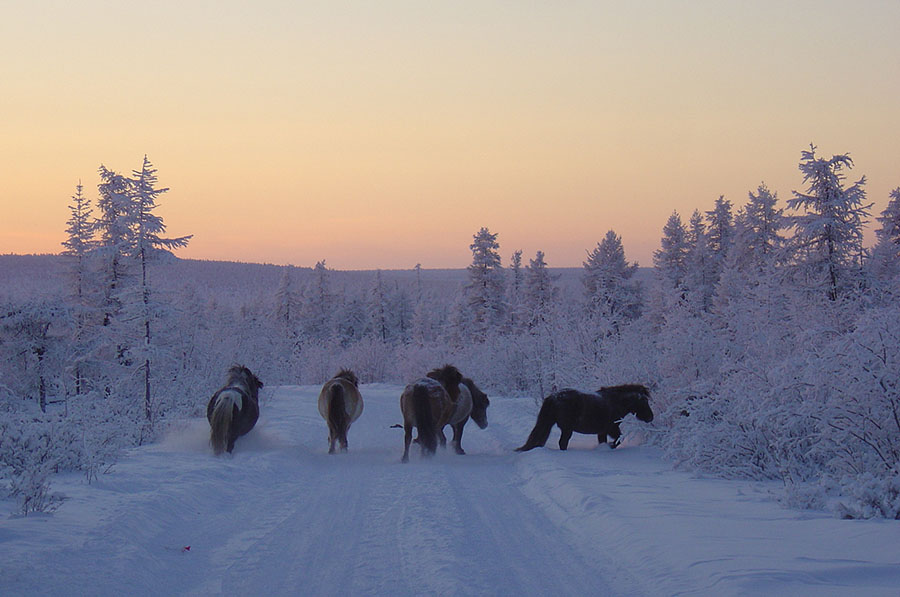 photo "***" tags: nature, landscape, pets/farm animals, winter