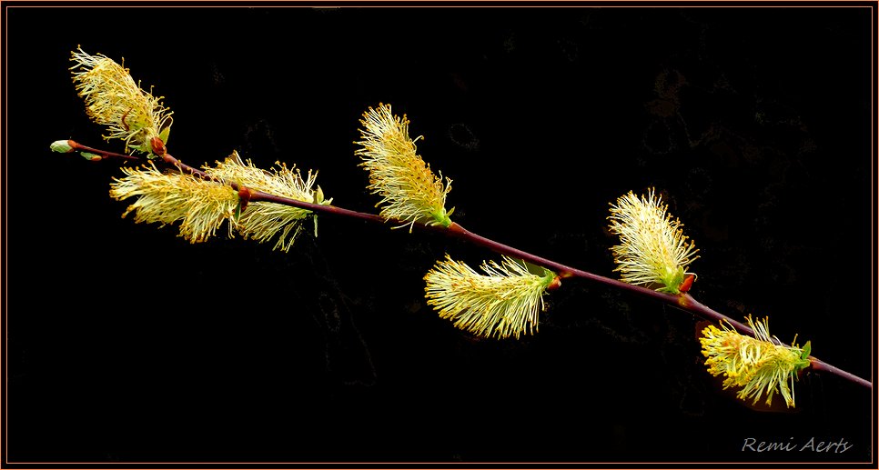 фото "softly" метки: природа, макро и крупный план, цветы