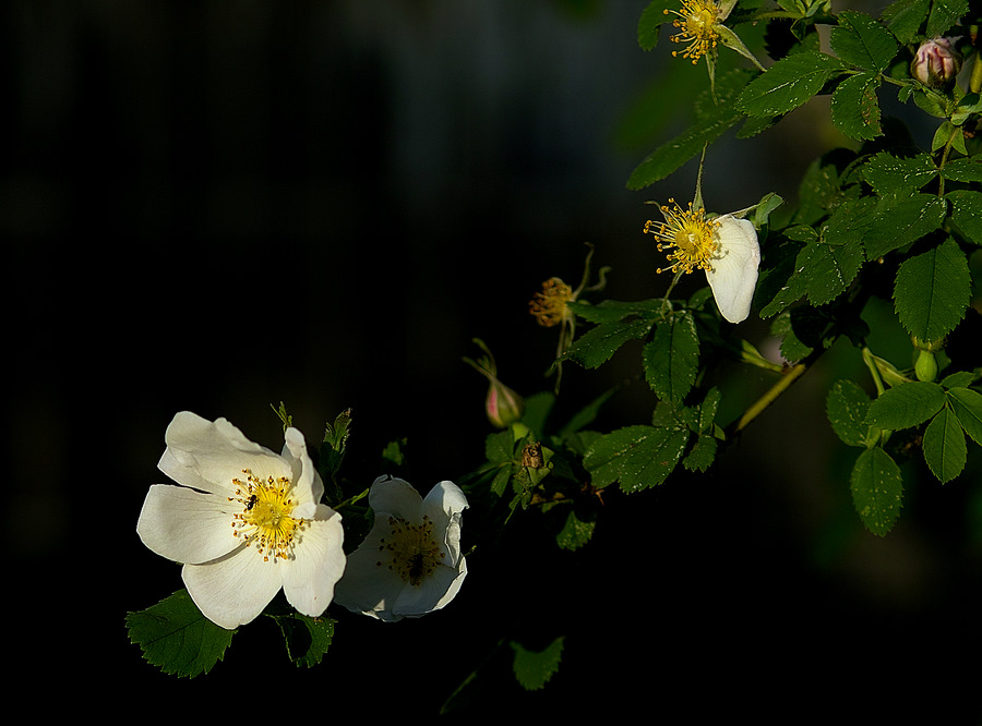 photo "***" tags: landscape, spring