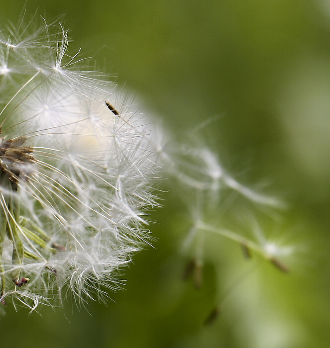 photo "***" tags: nature, flowers