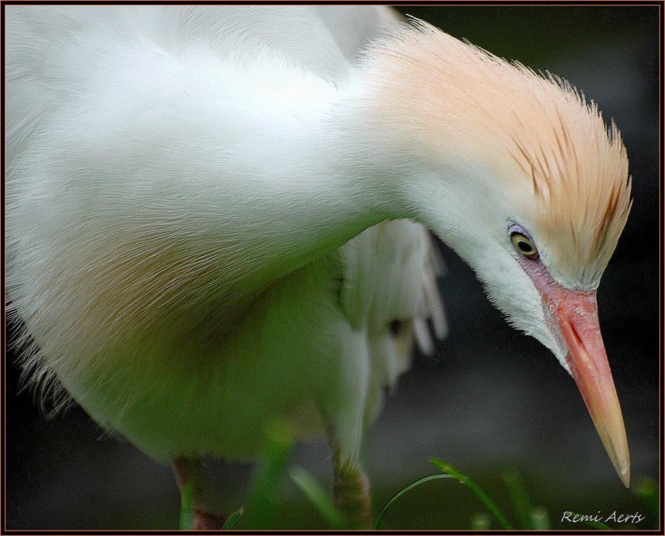 фото "***" метки: природа, макро и крупный план, дикие животные