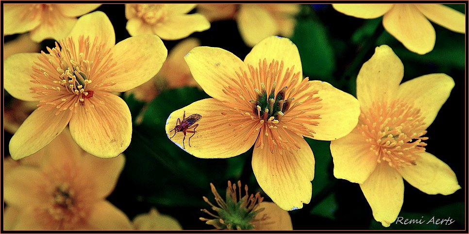 фото "yellow" метки: природа, макро и крупный план, цветы