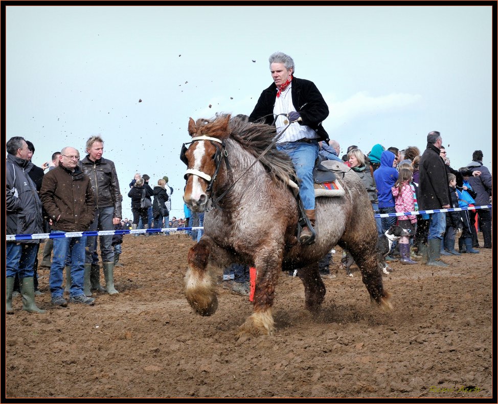 фото "Belgian drafthorse" метки: природа, репортаж, домашние животные