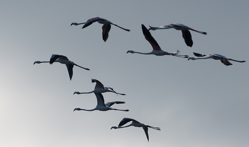 photo "MIGRATION" tags: nature, landscape, clouds, wild animals