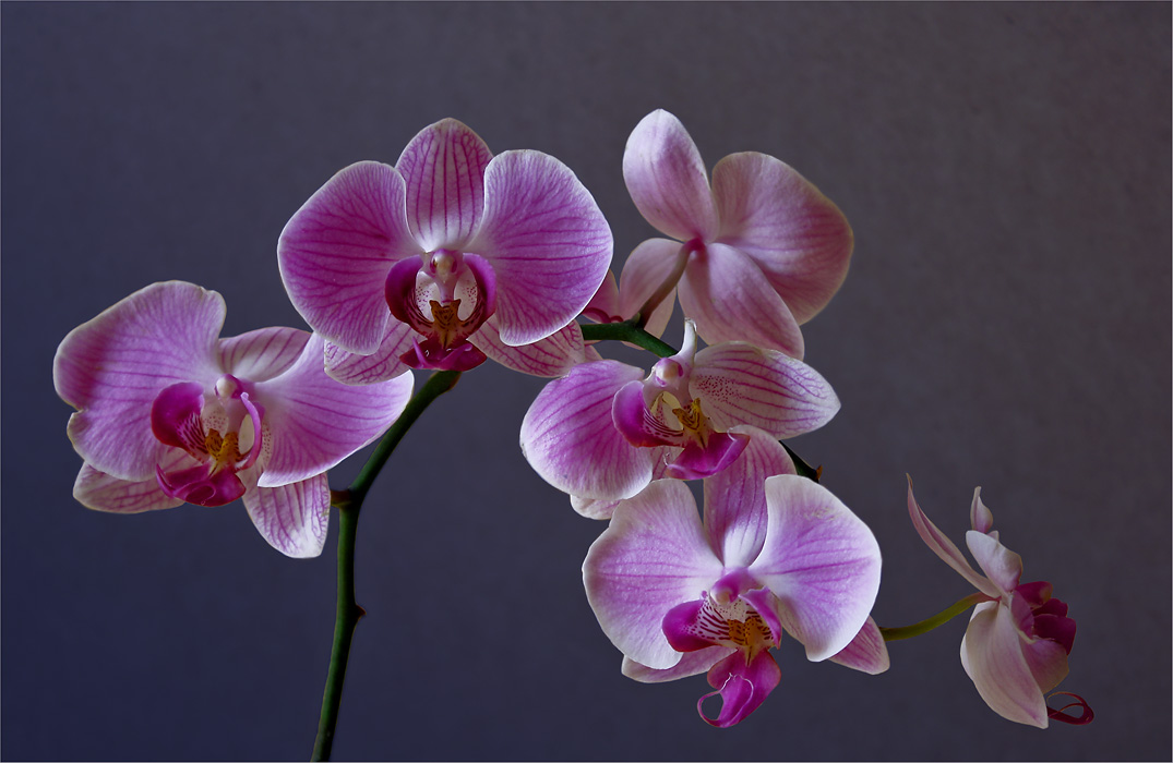 Как правильно орхидея или архидея