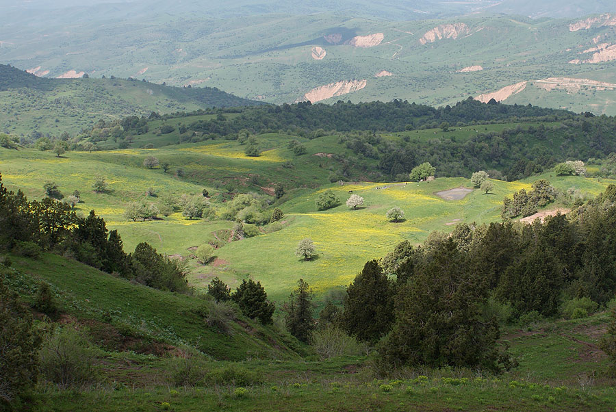 photo "***" tags: landscape, forest, mountains