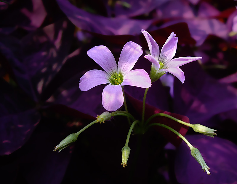 photo "Purple flowers" tags: nature, flowers